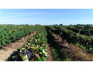 Van Buren County, Michigan Farmland - LAND AUCTION - 300+/- ACRES SPECIALTY CROP - GRAPES AND HOPS - OFFERED IN 8 TRACTS IN VAN BUREN COUNTY, MICHIGAN